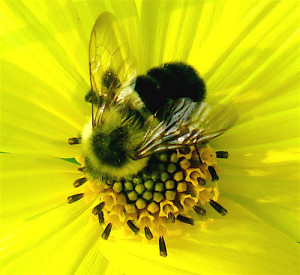 PATH Bee yellow flower bckgrd