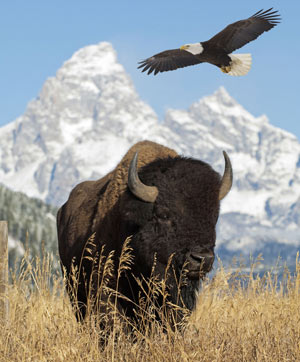 BLACKLAND NATIVE PRAIRIE NEWS FLASH! Washington DC, Wed. Apr. 27, 2016 House votes to designate bison as America’s national mammal.