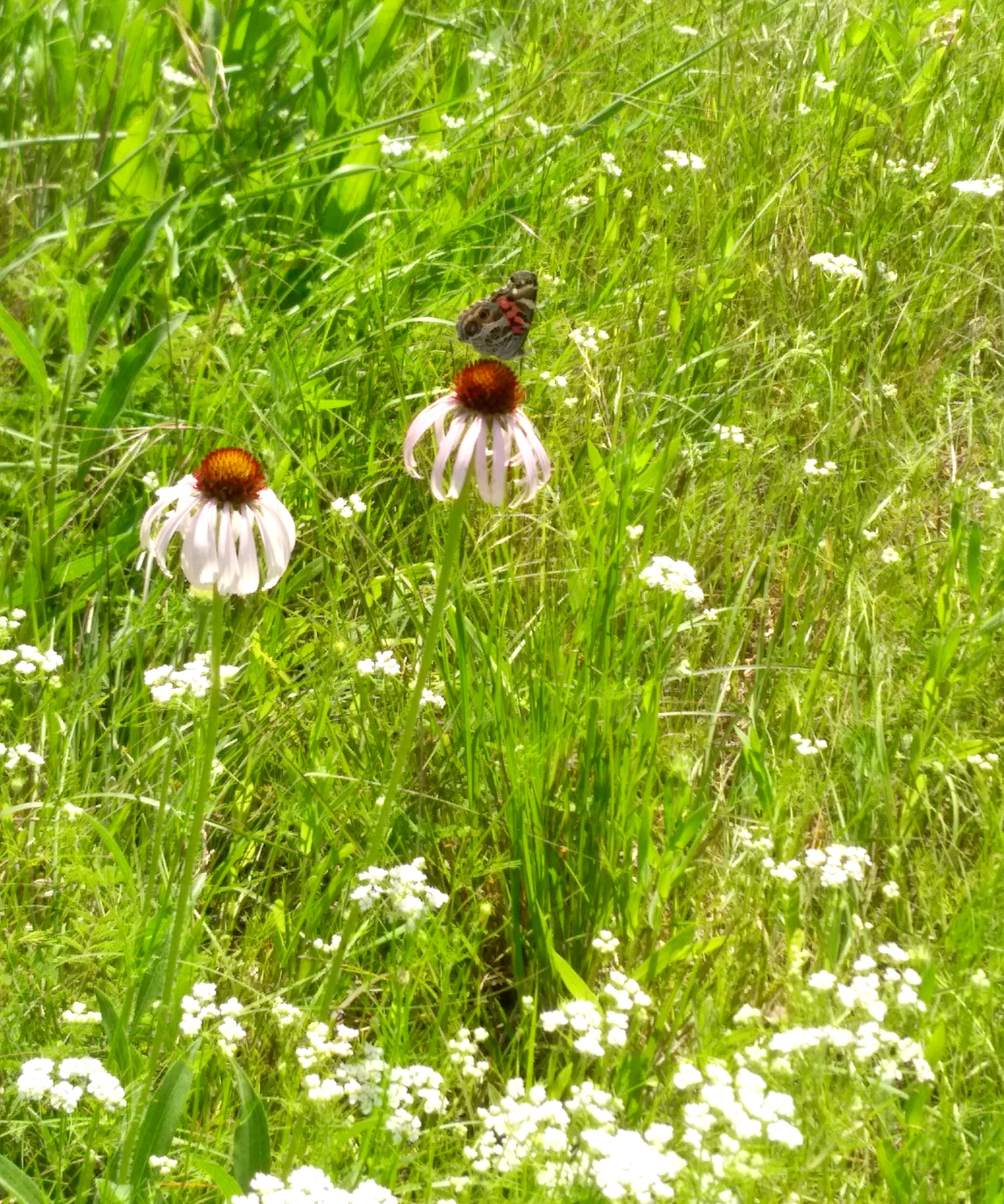 WRL Prairie Wildflower Cone Flower butterfly 114121