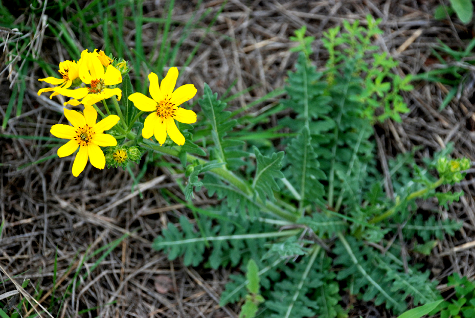 prairie wildflower plant Engelmanns Daisy upgrade