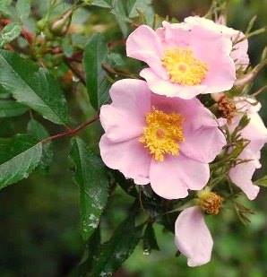 Prairie Rose Wildflower Wednesday 1