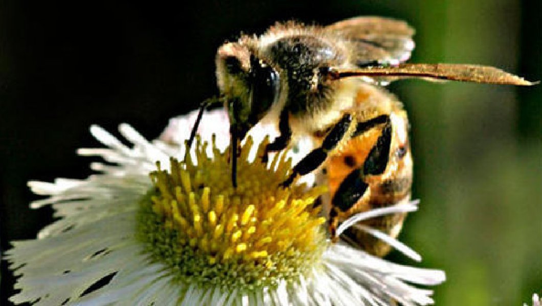 Native Pollinators, $15 Billion Plus Valuable, to Country