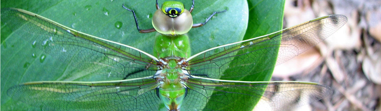 GreenDragonfly