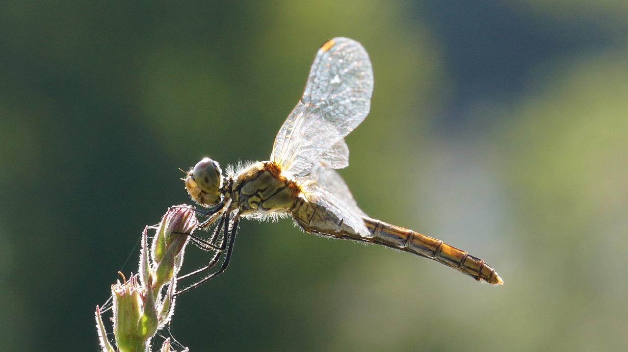 dragonfly-1417139_1280